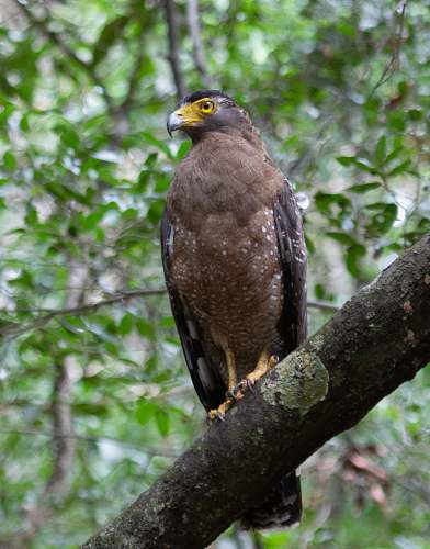 animal brown eagle on the tree trunk accipiter