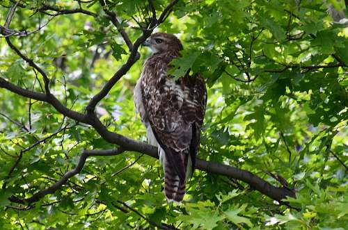 animal brown falcon accipiter
