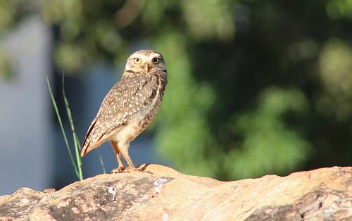 animal brown owl on rock owl
