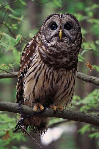animal brown owl perched on tree owl