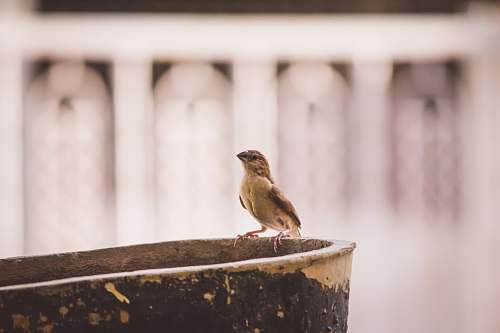 animal brown swallow bird sparrow