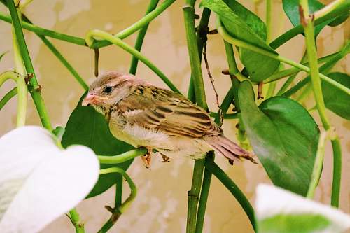animal close-up of brown bird sparrow