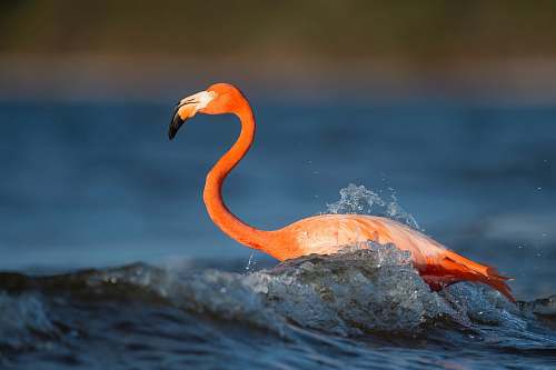 animal close up photography of flamingo on body of water flamingo