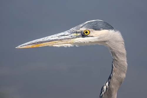 animal close-up photography of white and blue bird waterfowl