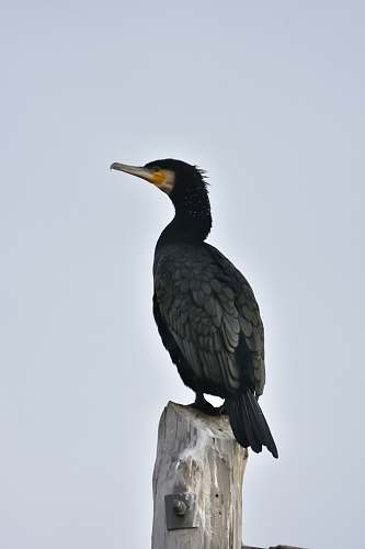 animal closeup photo of black bird cormorant