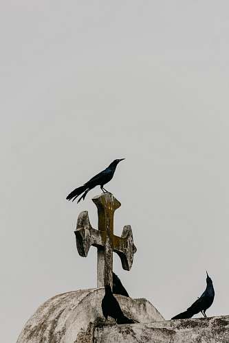 animal crow on white concrete cross symbol