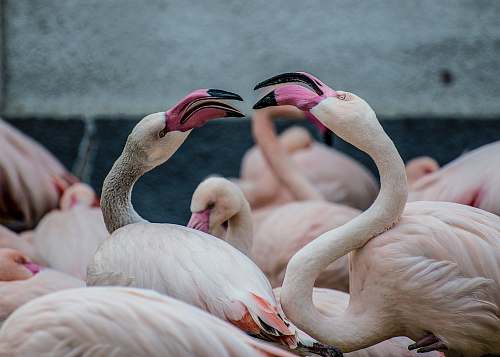 animal crowd of flamingo during daytime flamingo