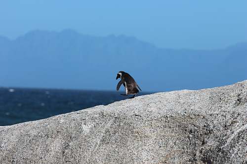 animal depth photography of a penguin on rock penguin