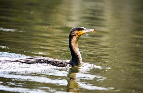 animal duck on water waterfowl
