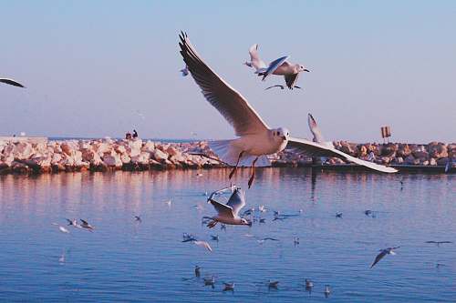 animal flock of birds at the body of water flock