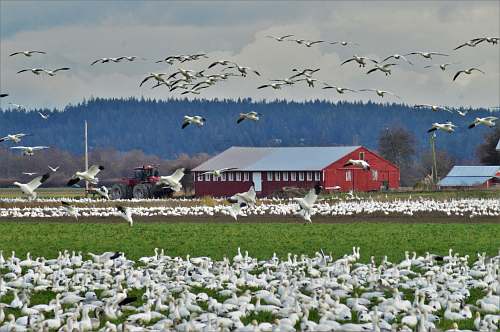 animal flock of birds near red house during daytime flock