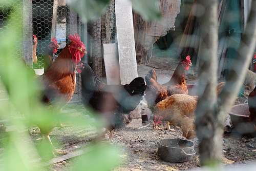 animal flock of chicken chicken