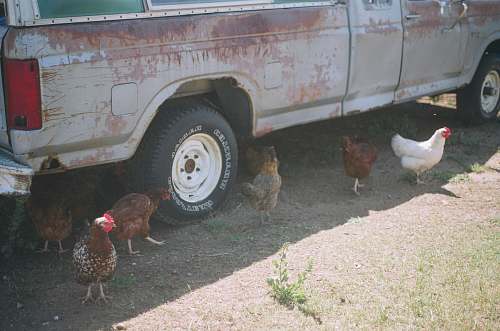 animal flock of chicken near vehicle outdoor during daytime chicken