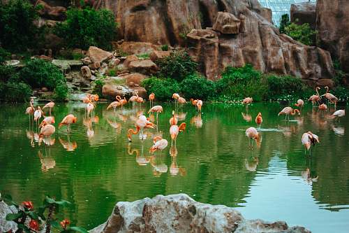 animal flock of pink flamingos at the body of water flock