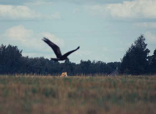 animal flying bird over grass flying