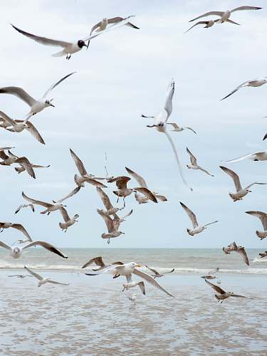 animal flying birds at daytime flock