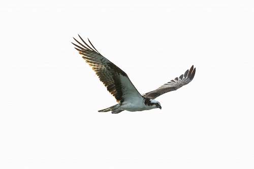 animal flying black and white bird during daytime flying