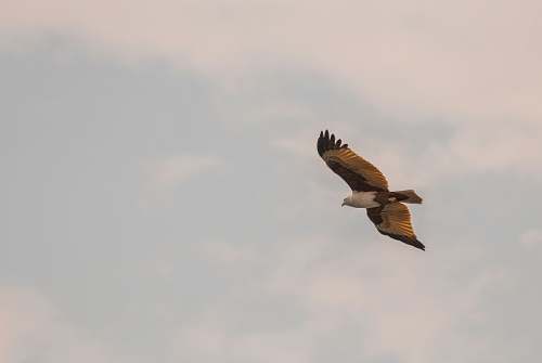 animal flying brown and white bird during daytime vulture