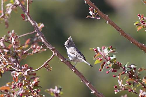 animal focus photography of gray bird plant