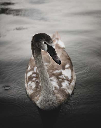 animal goose on body of water goose