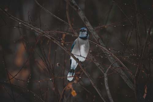 animal gray and blue bird on branch of bare tree jay