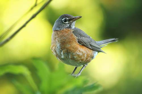 animal gray and brown American robin perched on green leaf selective focus photography robin