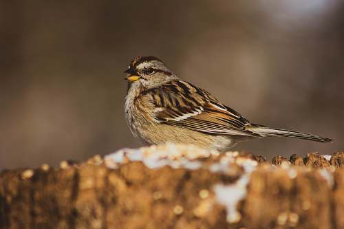 animal gray and brown bird in selective focus photography sparrow
