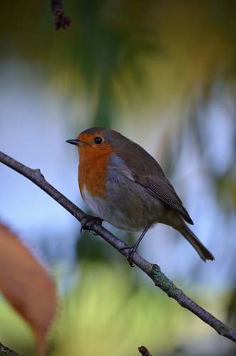 animal gray and orange bird perched on branch jay