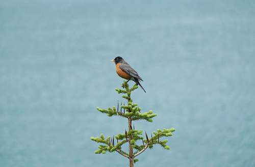 animal gray and orange bird perched on green tree robin