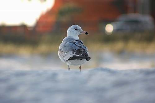 animal gray and white bird seagull