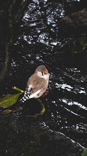animal gray and white bird perched on black surface finch