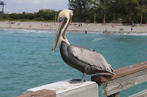 animal gray and yellow pelican standing on wooden rail pelican