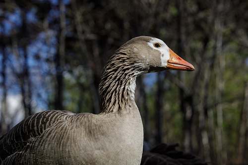 animal gray bird goose