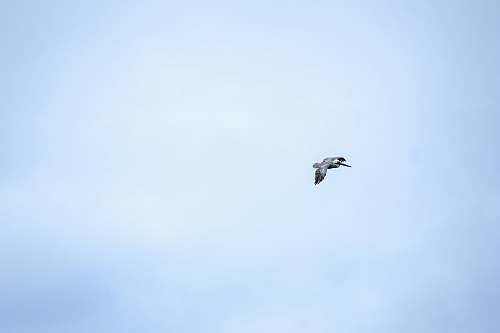 animal gray bird flying flying