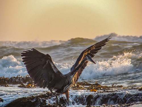 animal gray bird on beach waterfowl