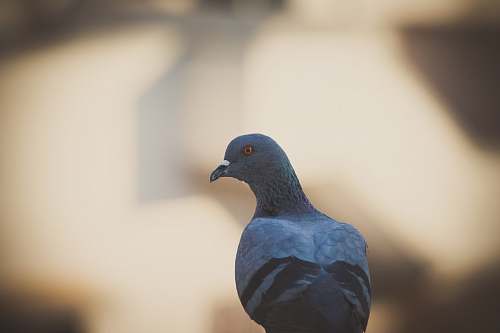 animal gray pigeon india