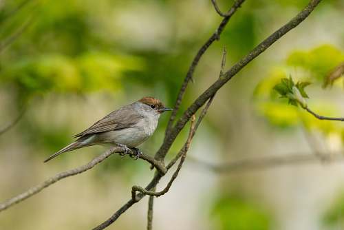 animal gray sparrow bird perched on tree branch selective focus photography anthus