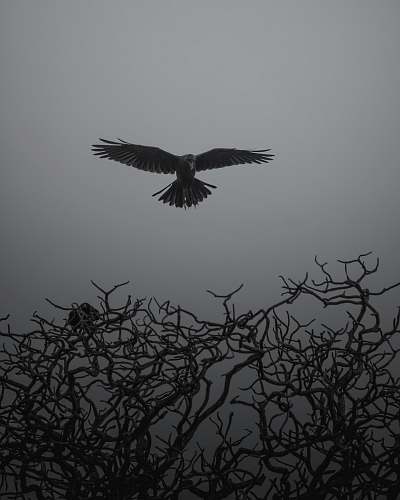 animal grayscale photo of bird flying