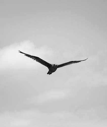 flying grayscale photography of bird black-and-white