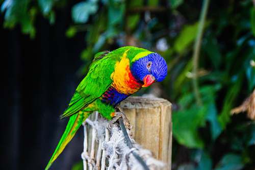 animal green and multicolored bird parrot