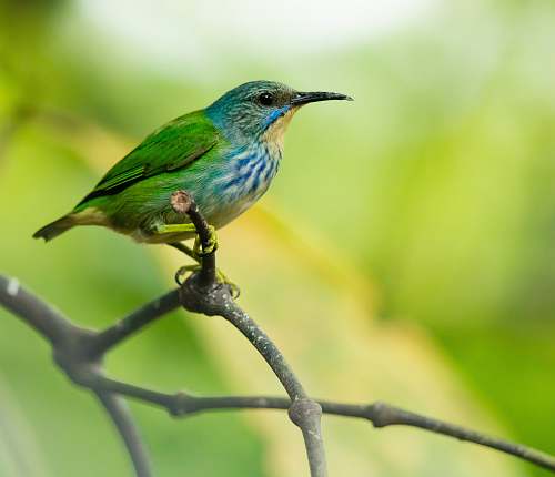 animal green bird perched on tree bee eater