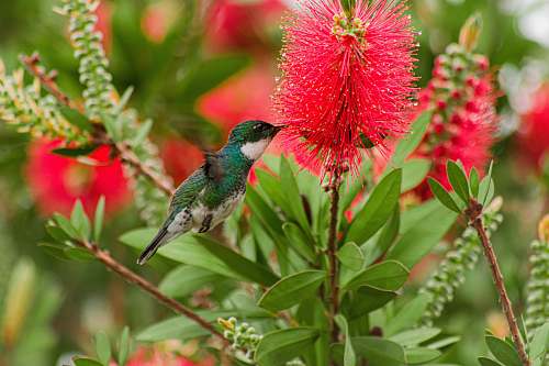 animal green hummingbird hummingbird