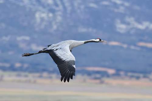 animal grey and black bird on mid air crane bird