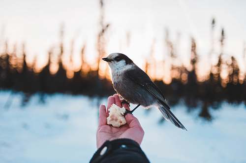 animal grey and white bird perching on human hand jay