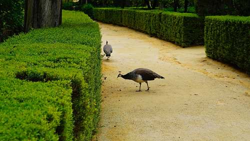 animal guineafowls by hedges labyrinth
