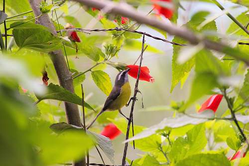 animal hummingbird bee eater