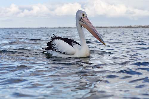 animal long-beaked white and black bird on body of water during daytime pelican