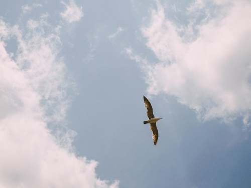 animal low-angle photography of gray bird flying