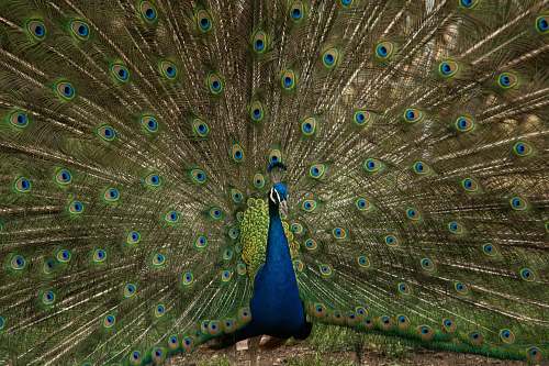 animal male peacock spread its tail peacock