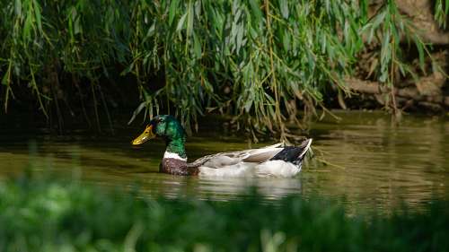 animal mallard duck in body of water duck